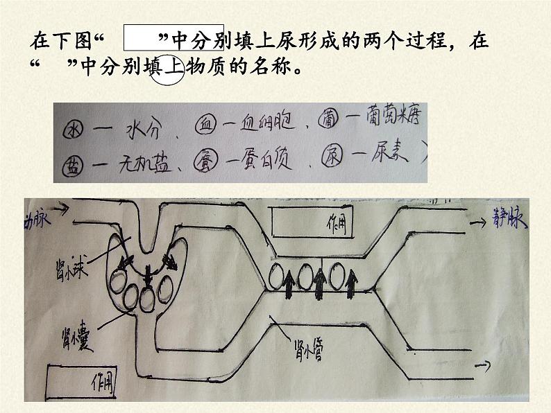 北师大版生物七年级下册 第11章 第2节 尿的形成与排出(11)(课件)第6页