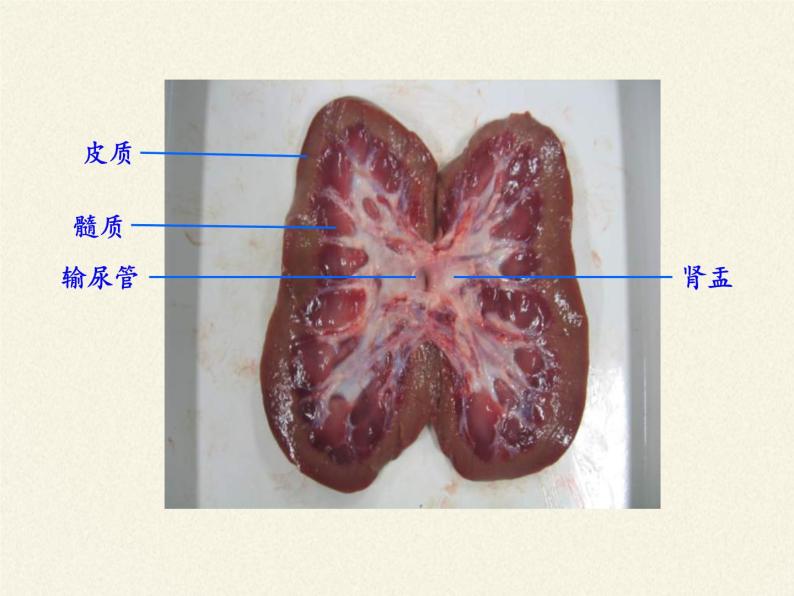 北师大版生物七年级下册 第11章 第2节 尿的形成与排出(2)（课件）06