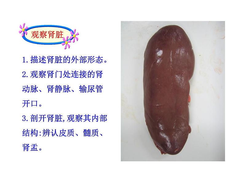 北师大版生物七年级下册 第11章 第2节 尿的形成与排出_(1)(课件)第6页