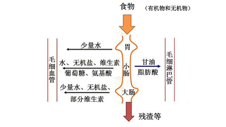 北师大版生物七年级下册 第11章 第1节 人体产生的代谢废物(北京师范大学出版社)(1)(课件)第4页