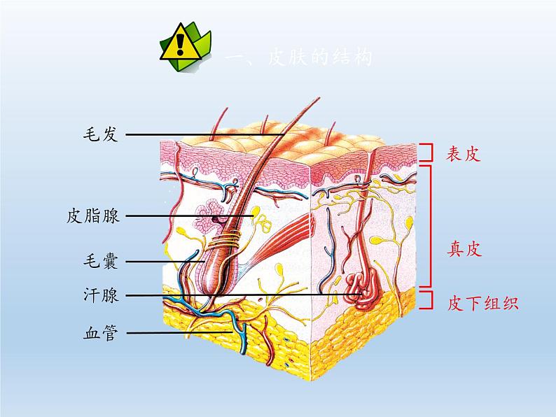 北师大版生物七年级下册 第11章 第3节 皮肤与汗液分泌(9)(课件)05
