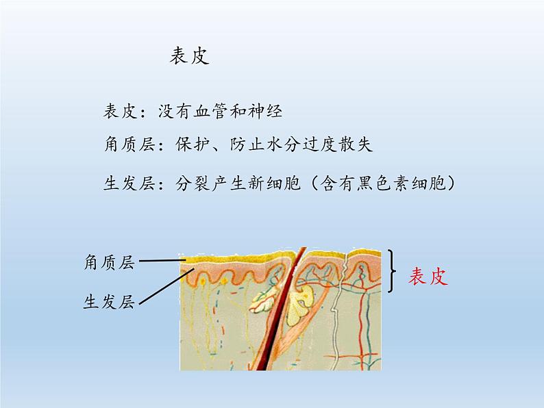北师大版生物七年级下册 第11章 第3节 皮肤与汗液分泌(9)(课件)06
