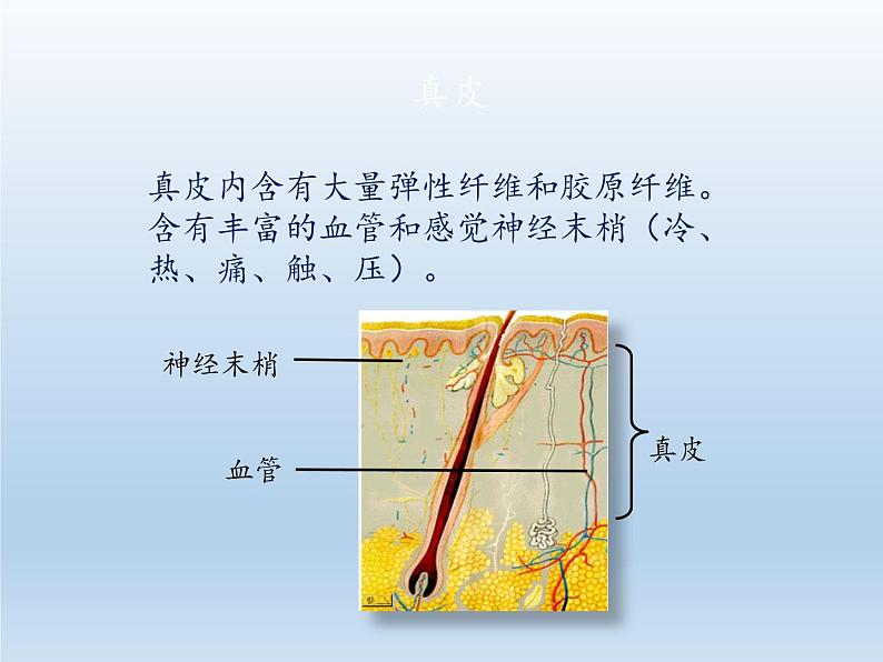 北师大版生物七年级下册 第11章 第3节 皮肤与汗液分泌(9)(课件)07