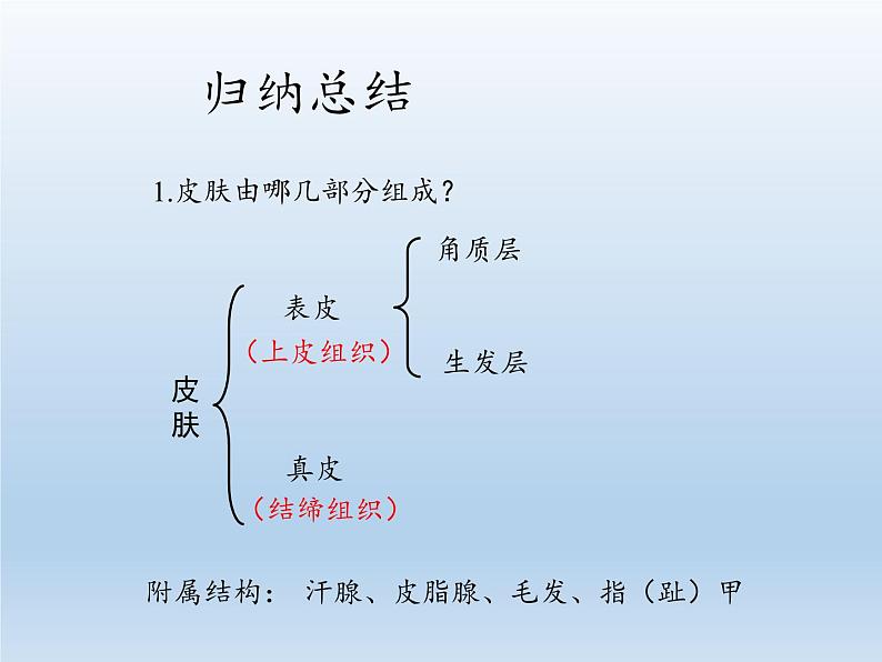 北师大版生物七年级下册 第11章 第3节 皮肤与汗液分泌(9)(课件)08