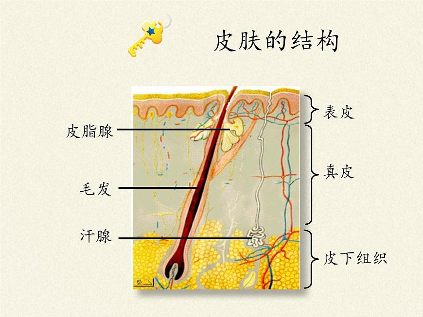 北師大版生物七年級下冊 第11章 第3節(jié) 皮膚與汗液分泌(19)(課件)第3頁