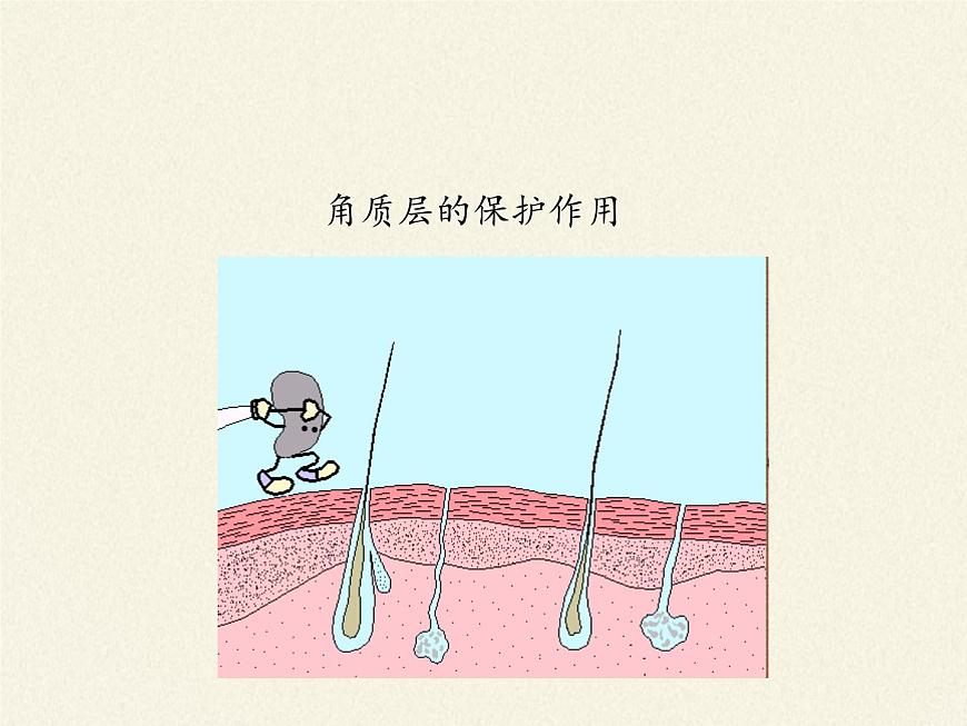 北師大版生物七年級下冊 第11章 第3節(jié) 皮膚與汗液分泌(19)(課件)第5頁