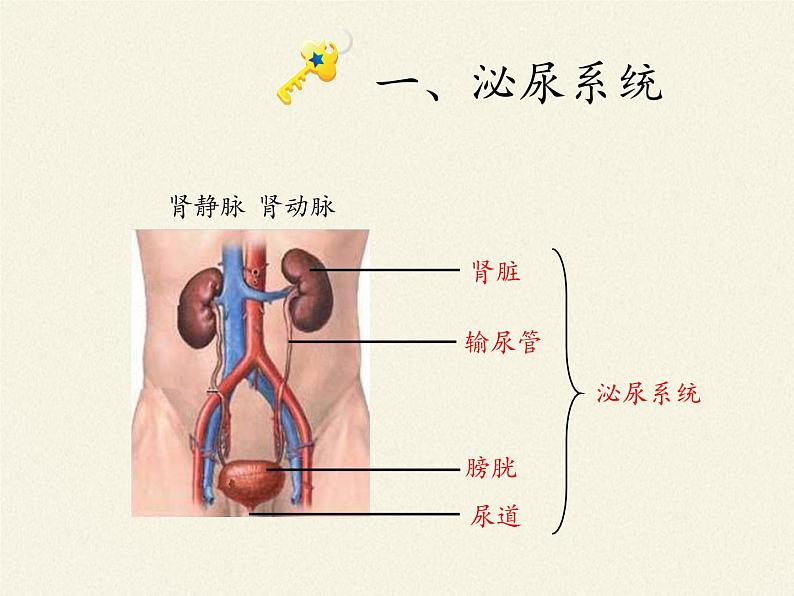北师大版生物七年级下册 第11章 第2节 尿的形成与排出(8)(课件)第3页