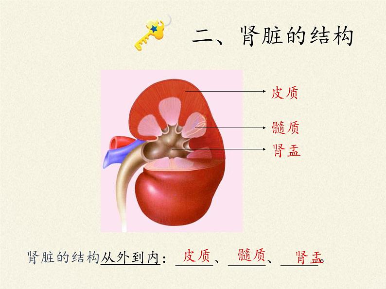北师大版生物七年级下册 第11章 第2节 尿的形成与排出(8)(课件)第5页