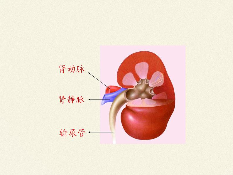 北师大版生物七年级下册 第11章 第2节 尿的形成与排出(8)(课件)第6页