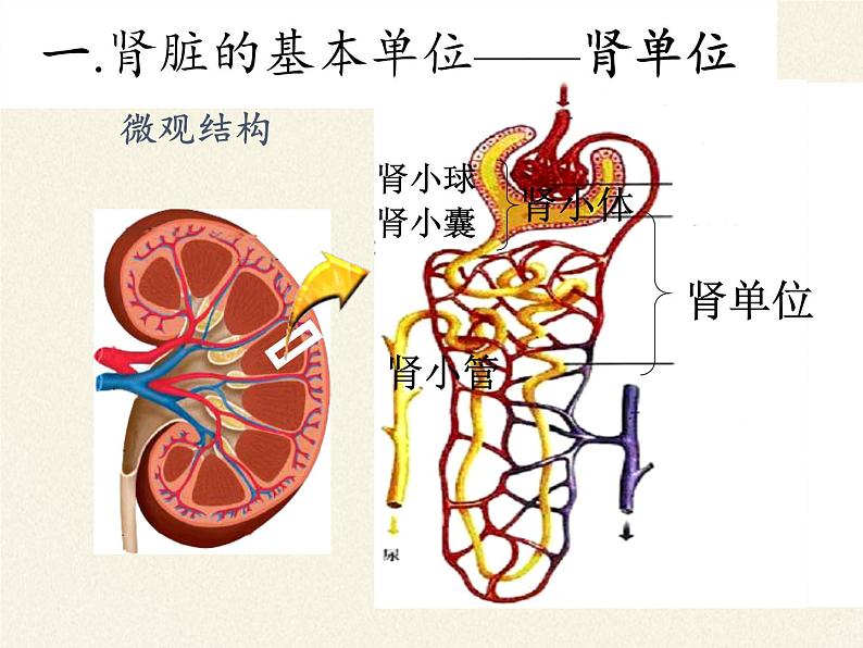 北师大版生物七年级下册 第11章 第2节 尿的形成与排出(8)(课件)第7页
