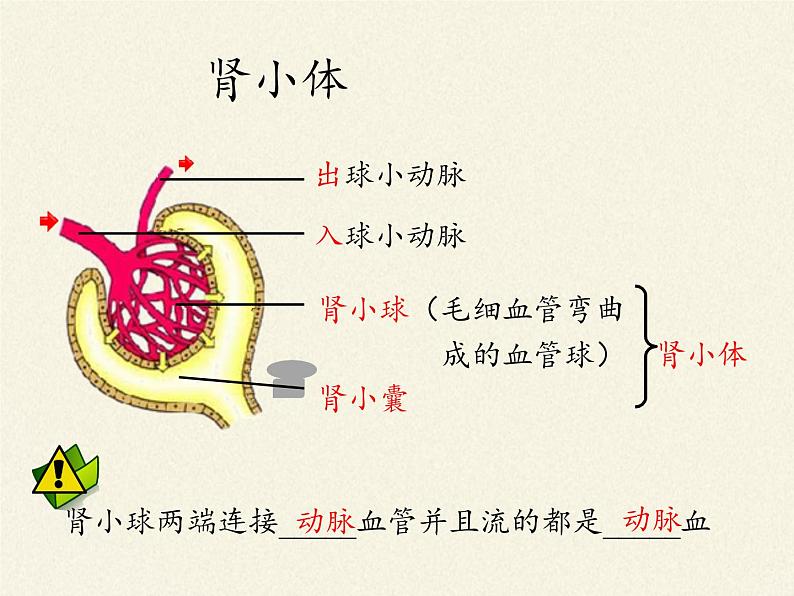 北师大版生物七年级下册 第11章 第2节 尿的形成与排出(8)(课件)第8页