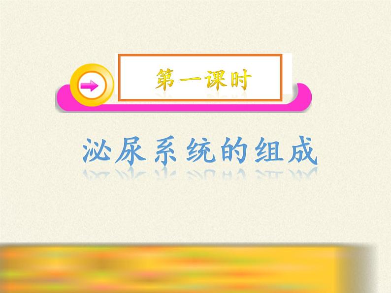 北师大版生物七年级下册 第11章 第2节 尿的形成与排出(12)(课件)第3页