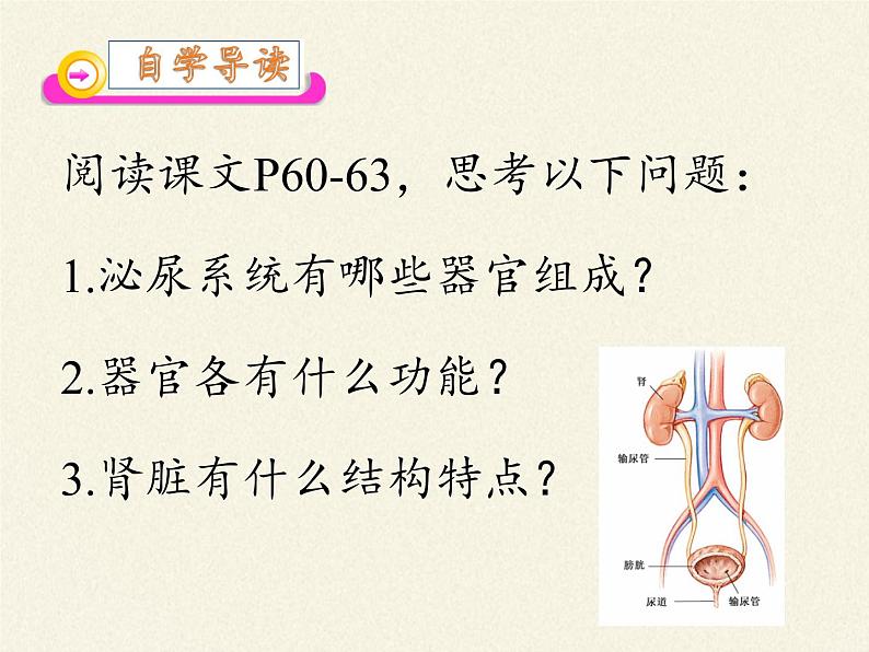 北师大版生物七年级下册 第11章 第2节 尿的形成与排出(12)(课件)第6页