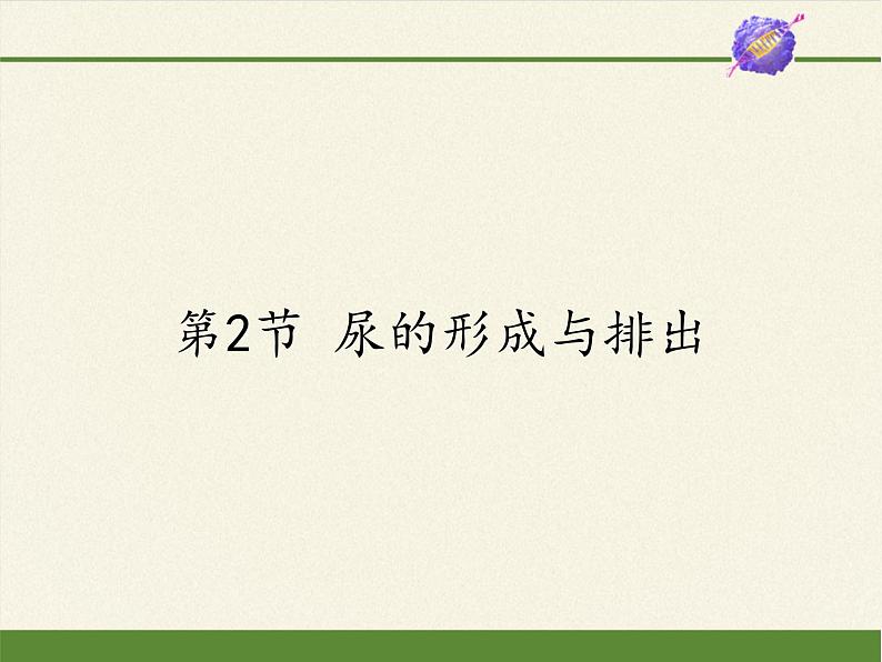 北师大版生物七年级下册 第11章 第2节 尿的形成与排出(1)(课件)第1页