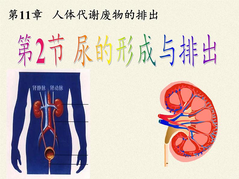 北师大版生物七年级下册 第11章 第2节 尿的形成与排出(1)(课件)第3页