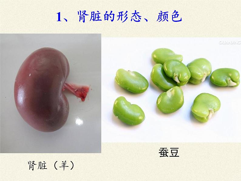 北师大版生物七年级下册 第11章 第2节 尿的形成与排出(1)(课件)第7页