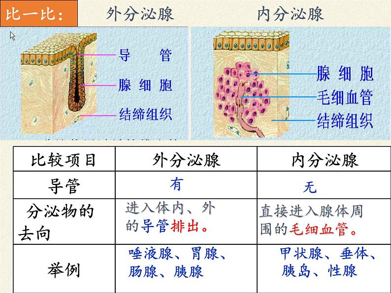 北师大版生物七年级下册 第12章 第3节 激素调节(13)(课件)第5页