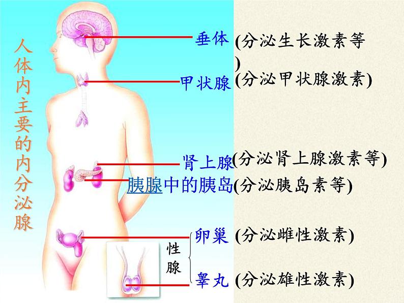 北师大版生物七年级下册 第12章 第3节 激素调节(13)(课件)第6页