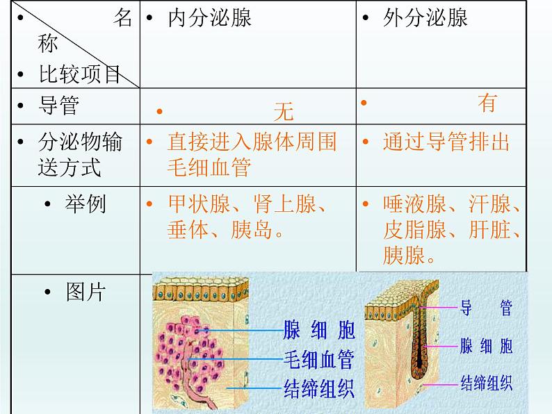 北师大版生物七年级下册 第12章 第3节 激素调节(课件)04