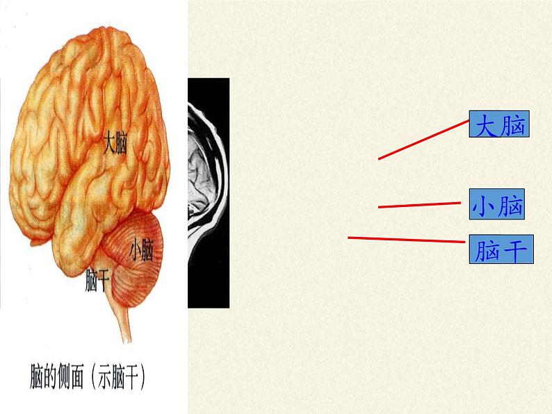 北师大版生物七年级下册 第12章 第1节 神经系统与神经调节(7)(课件)第5页
