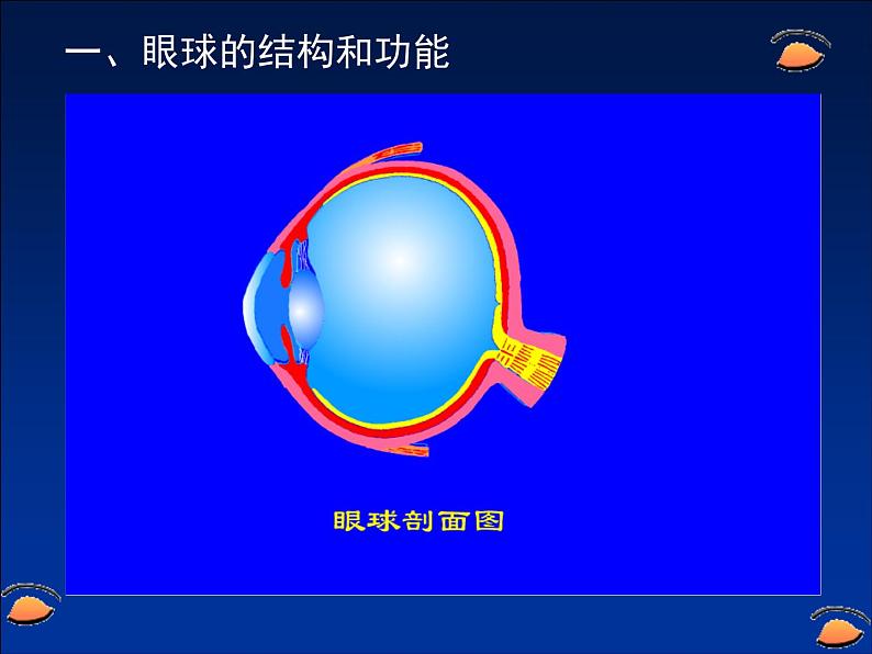 北师大版生物七年级下册 第12章 第2节 感受器和感觉器官(4)(课件)第5页