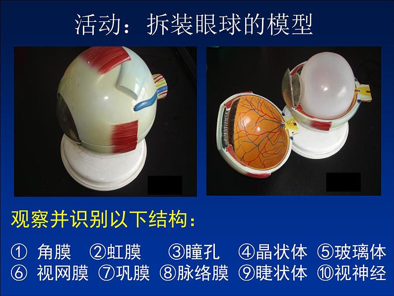 北师大版生物七年级下册 第12章 第2节 感受器和感觉器官(4)(课件)第7页