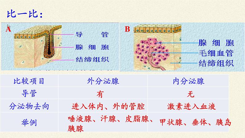 北师大版生物七年级下册 第12章 第3节 激素调节(1)(课件)07
