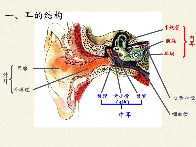 北师大版生物七年级下册 第12章 第2节 感受器和感觉器官(9)(课件)第3页