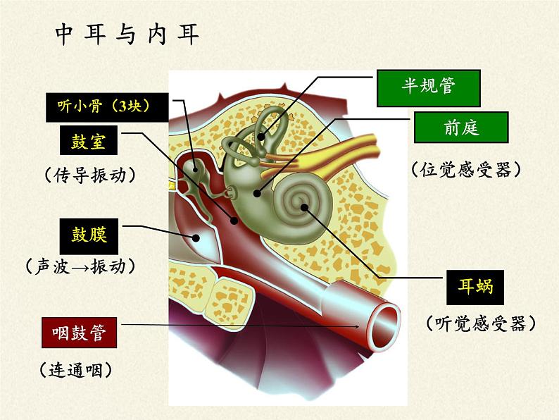 北师大版生物七年级下册 第12章 第2节 感受器和感觉器官(9)(课件)第5页