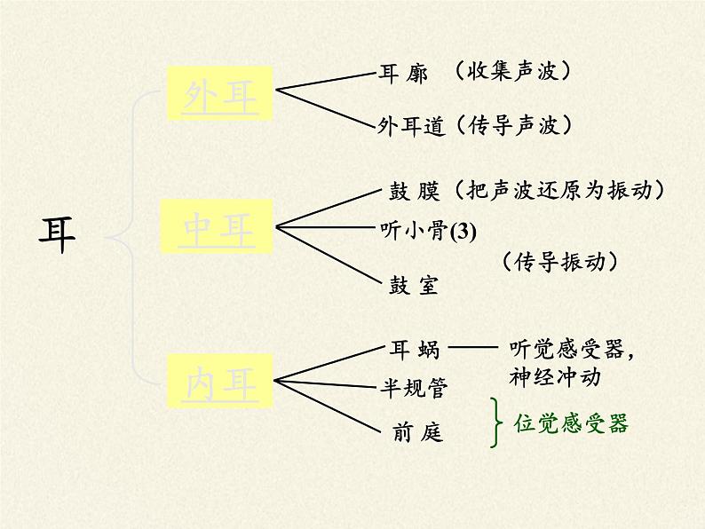 北师大版生物七年级下册 第12章 第2节 感受器和感觉器官(9)(课件)第6页
