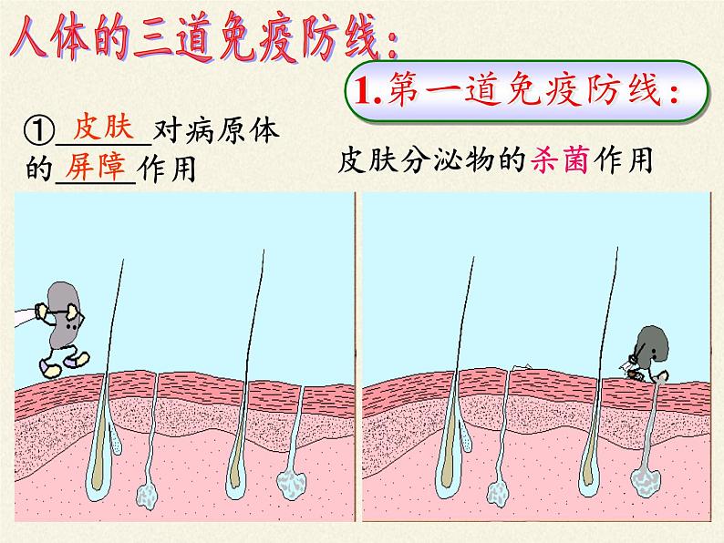 北师大版生物七年级下册 第13章 第3节 人体免疫(13)(课件)第3页