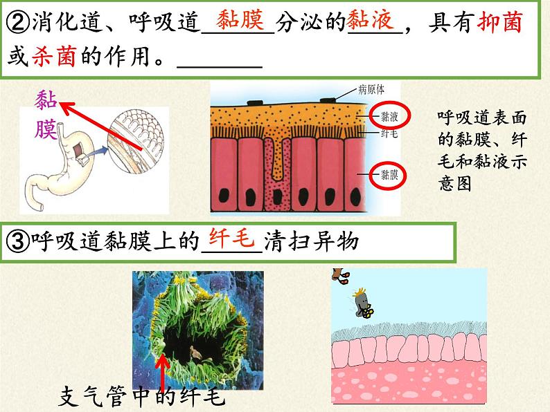 北师大版生物七年级下册 第13章 第3节 人体免疫(13)(课件)第4页