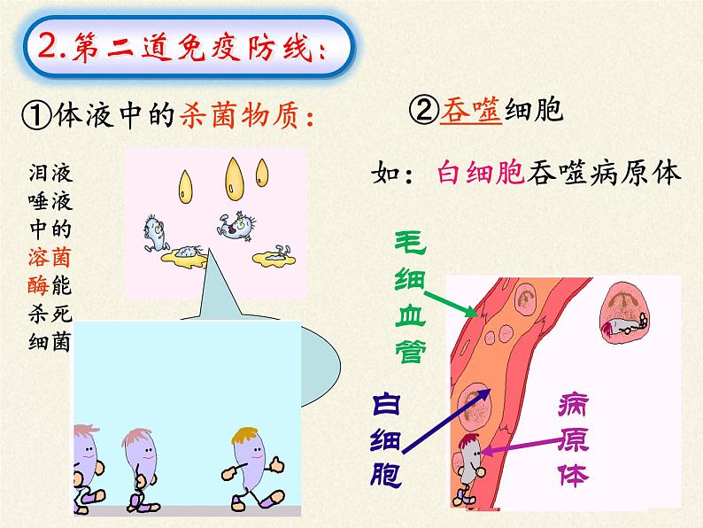 北师大版生物七年级下册 第13章 第3节 人体免疫(13)(课件)第7页