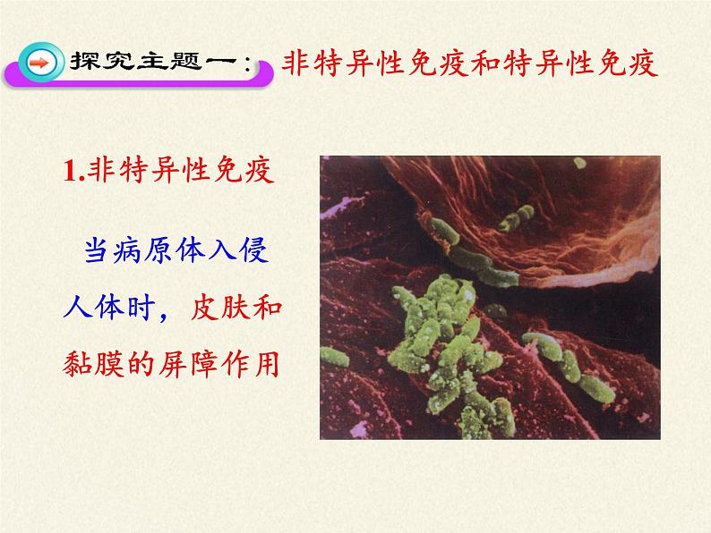 北师大版生物七年级下册 第13章 第3节 人体免疫(15)(课件)第6页
