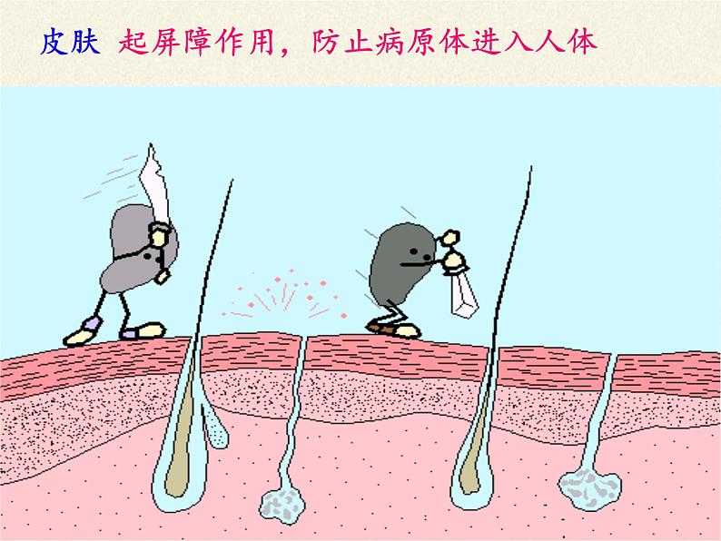 北师大版生物七年级下册 第13章 第3节 人体免疫(9)(课件)04