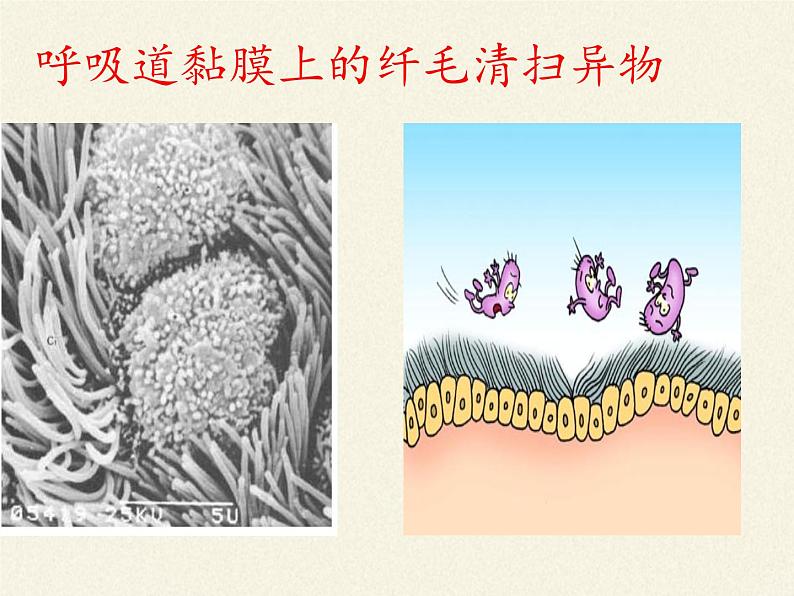 北师大版生物七年级下册 第13章 第3节 人体免疫(9)(课件)05