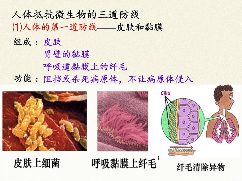 北师大版生物七年级下册 第13章 第3节 人体免疫(9)(课件)06