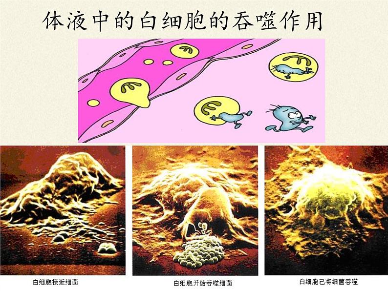 北师大版生物七年级下册 第13章 第3节 人体免疫(9)(课件)08