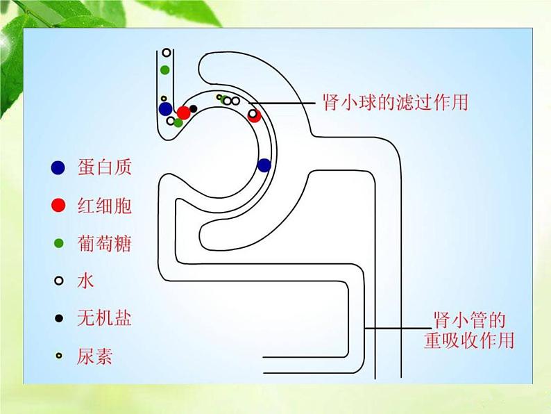北师大版生物七年级下册 第11章 第2节 尿的形成和排出(课件)第6页