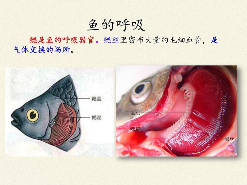 北师大版生物八年级下册 7.22.4 动物的主要类群(2) 课件第7页