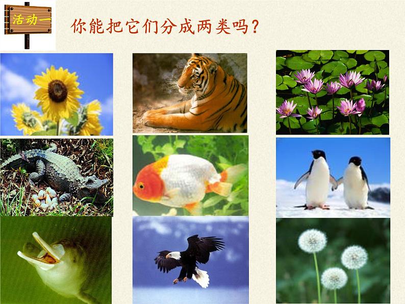北师大版生物八年级下册 7.22.4 动物的主要类群(5) 课件第2页