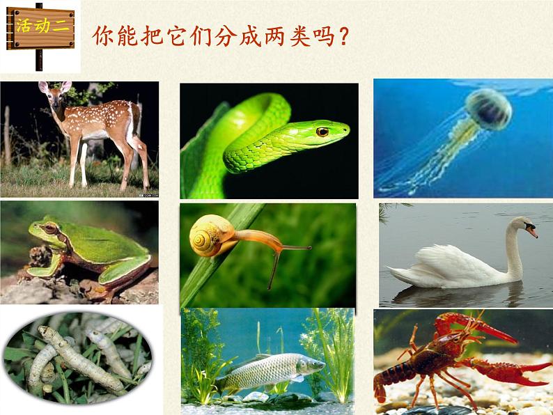 北师大版生物八年级下册 7.22.4 动物的主要类群(5) 课件第3页