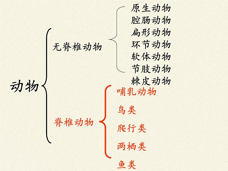 北师大版生物八年级下册 7.22.4 动物的主要类群(5) 课件第5页