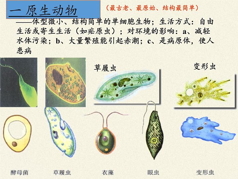北师大版生物八年级下册 7.22.4 动物的主要类群(5) 课件第6页