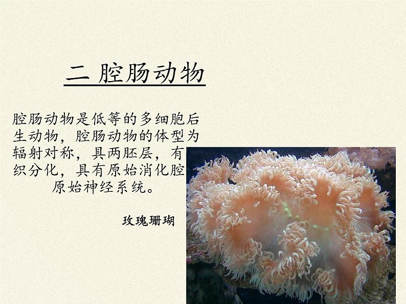 北师大版生物八年级下册 7.22.4 动物的主要类群(5) 课件第7页
