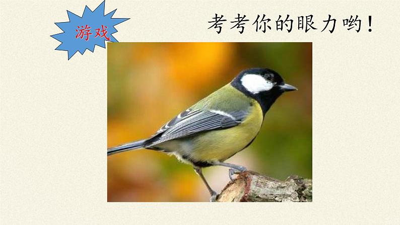 北师大版生物八年级下册 7.22.4 动物的主要类群(9) 课件第3页