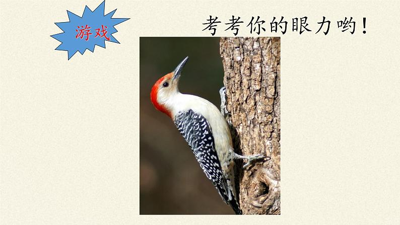 北师大版生物八年级下册 7.22.4 动物的主要类群(9) 课件第5页
