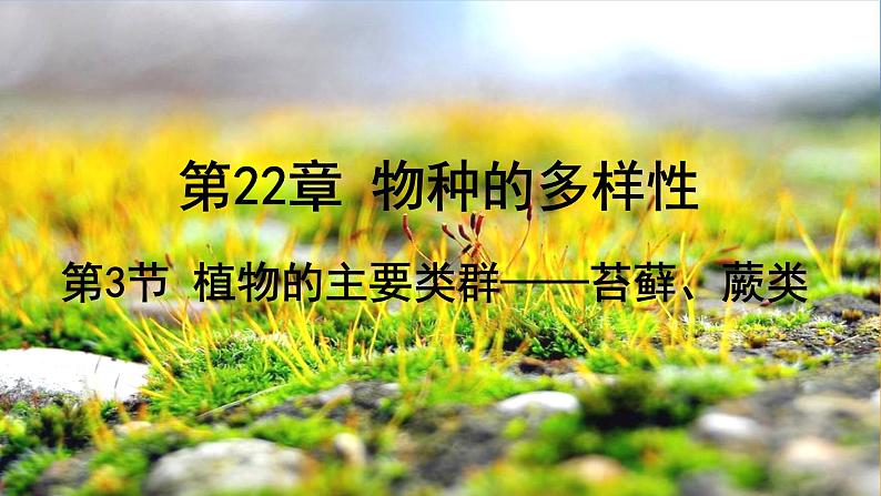 北师大版生物八年级下册 7.22.3 植物的主要类群(4) 课件第1页