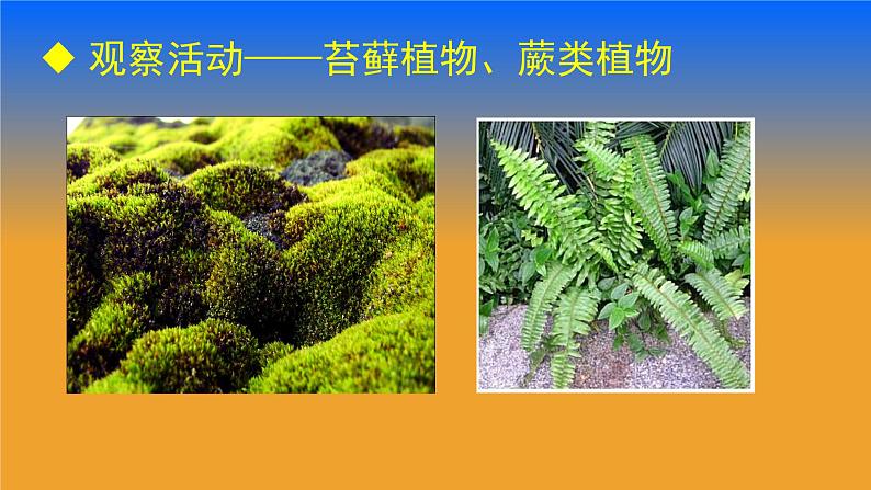 北师大版生物八年级下册 7.22.3 植物的主要类群(4) 课件第2页