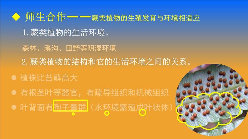 北师大版生物八年级下册 7.22.3 植物的主要类群(4) 课件第4页